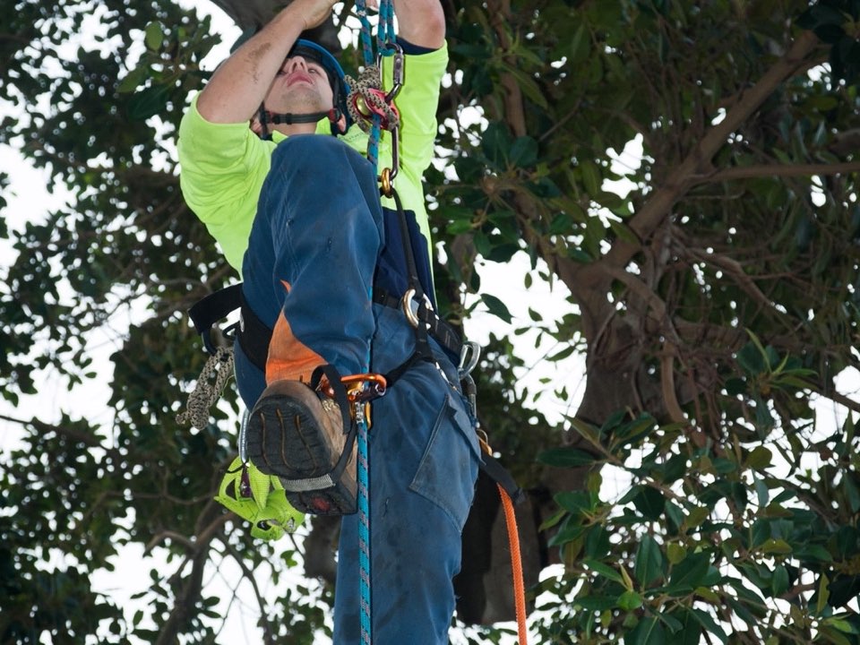 Qualified arborist working in a mature tree during an Enviro Trees UK survey in Kent