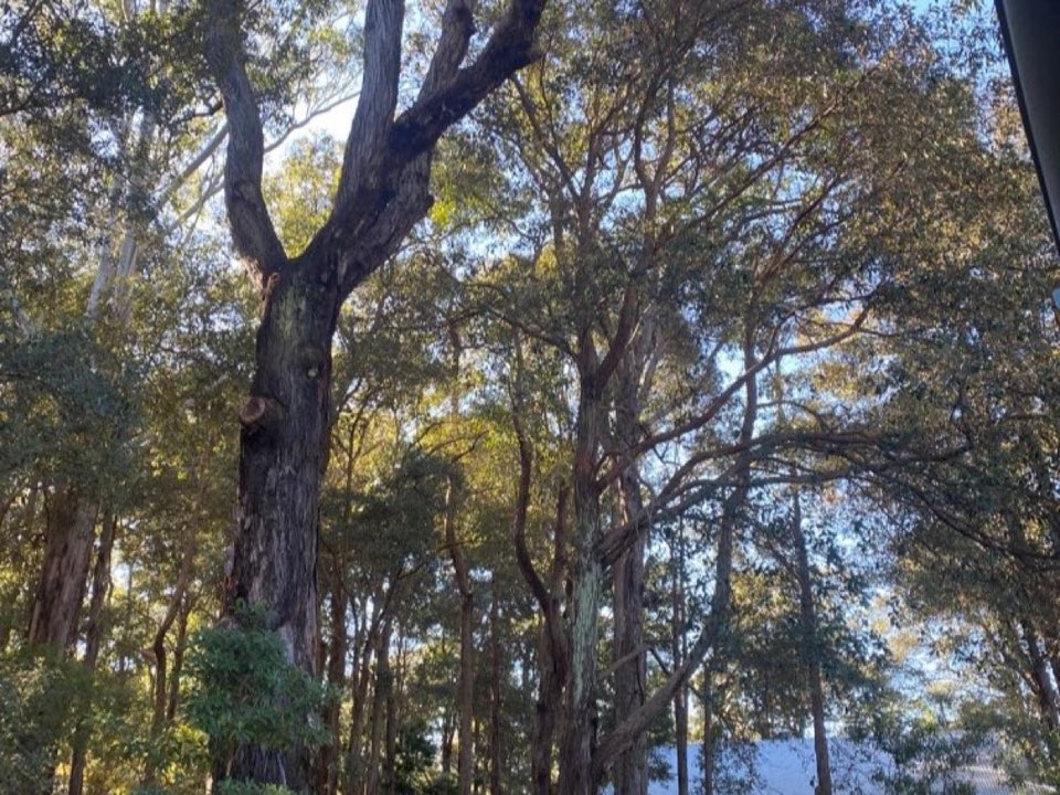 Mature trees in Kent parkland with a property visible in the background